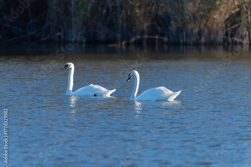 swans on a river