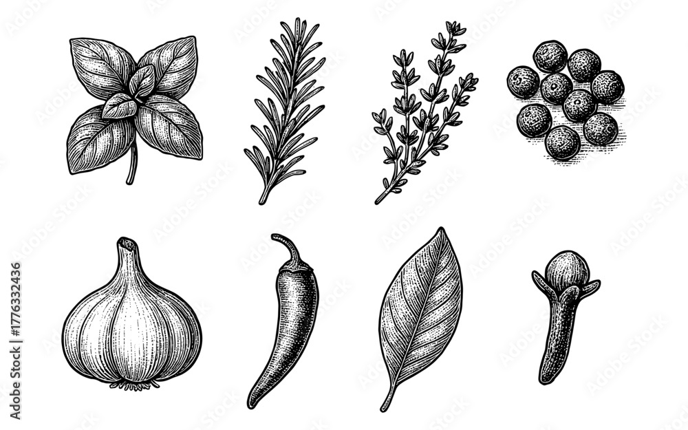 Fototapeta premium Engraved herb and spice set: rosemary, basil, clove, and more