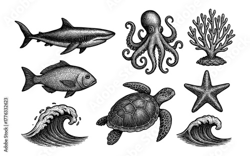 Vintage marine life sketches: shark, octopus, coral, fish, turtle, starfish, and waves