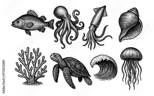 Intricate marine life engravings: sea creatures and coral in detailed art