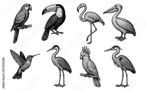 Detailed monochrome sketches of various birds on a white background