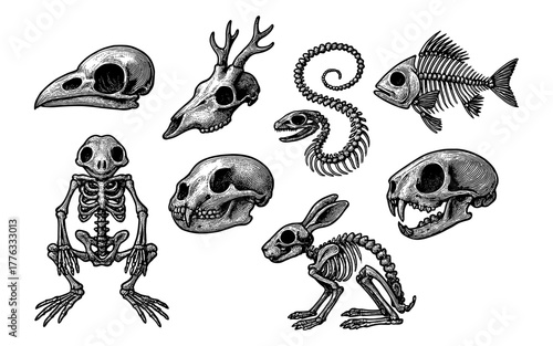 Detailed ink drawings of animal skulls and skeletons with vintage style