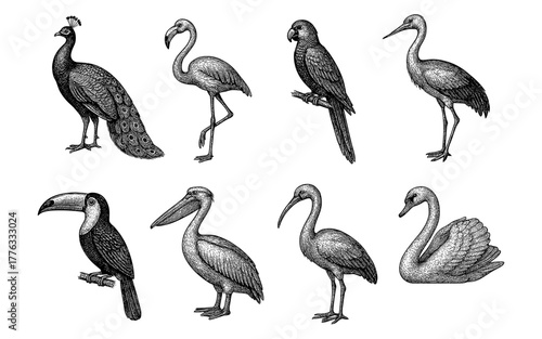 Intricate bird collection in vintage style featuring various exotic species