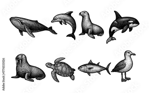 Vintage marine animal collection featuring whales, dolphins, and sea creatures