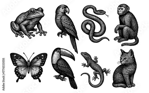 Engraved animal collection: frog, parrot, snake, monkey, butterfly, toucan, lizard, cat
