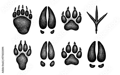 Animal paw and hoof prints in vintage black and white engraving style