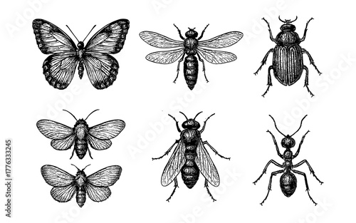 Intricate hand-drawn insects collection: butterflies, beetles, bees, moths, ants