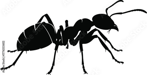 Silhouette illustration of an ant on a white background isolated