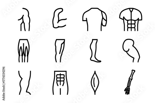 Human Muscle Icons. Human body muscles. Line icon set of human body muscles: biceps, triceps, deltoid, pectoral, quadriceps, hamstring, calf muscle, gluteus,