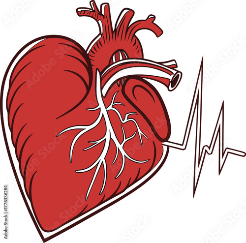Anatomical human heart with ekg pulse line graphic design concept