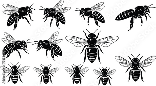 Honey bee vector illustrations set black and white design