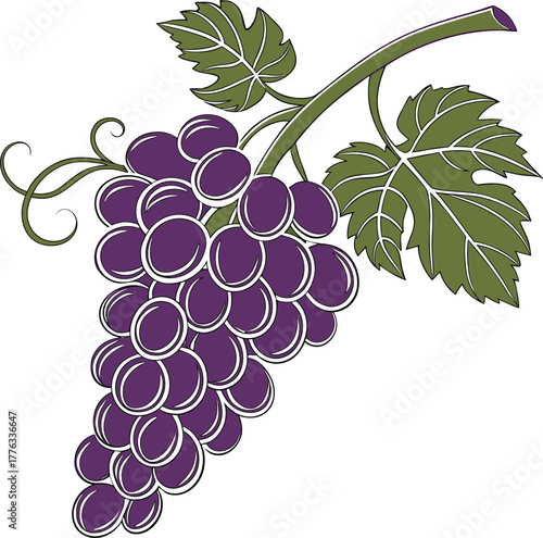 Rich purple grape cluster with green leaves and delicate vine