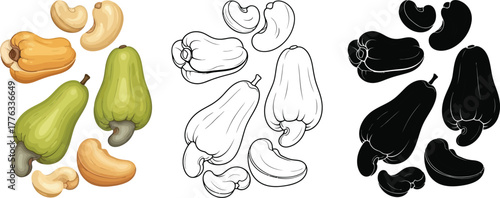 Cashew fruit illustration set vector drawing and silhouette