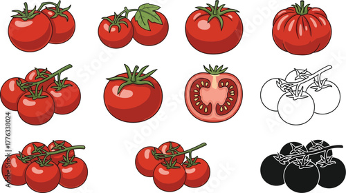 Tomato vector illustration fresh organic red tomato images