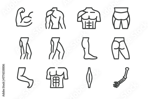 Human Muscle Icons. Human body muscles. Line icon set of human body muscles: biceps, triceps, deltoid, pectoral, quadriceps, hamstring, calf muscle, gluteus,