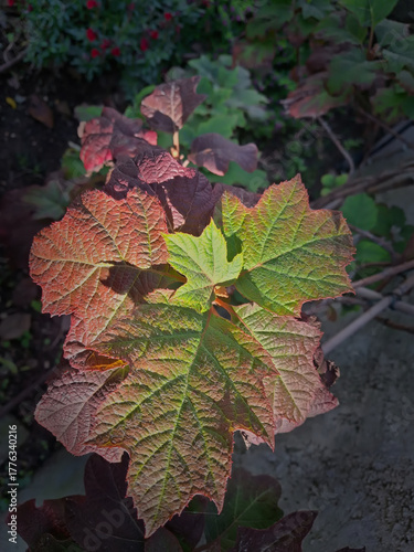 macro of a sprig of vivid leaves that are changing color in autumn
