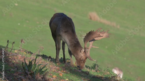 Fallow Deer (Dama dama) buck (male) grazing on a slope in a deer park in autumn. October, Kent, UK (Half speed)