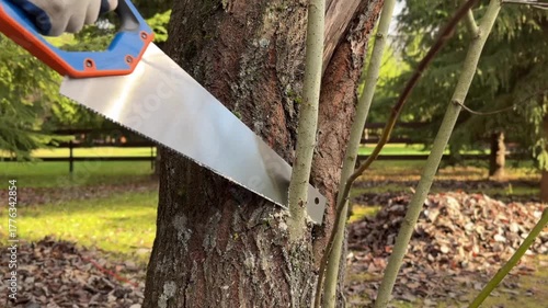 A man cuts tree branches with a handsaw