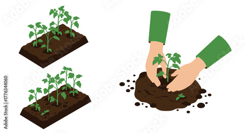 Planting tomato seedlings stepbystep gardening guide with handson techniques