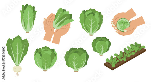 Flat design green vegetables collection with hands holding fresh lettuce and garden bed