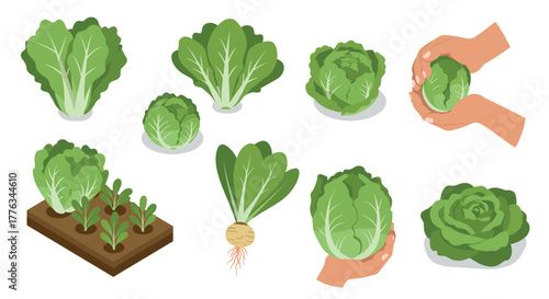 Isometric cabbage varieties and gardening concepts with green leaves