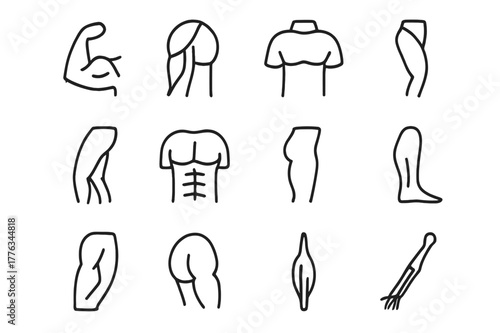 Human Muscle Icons. Human musculature. Line icon set of human musculature: biceps, triceps, deltoid, quadriceps, hamstring, pectoral, calf muscle, gluteus,