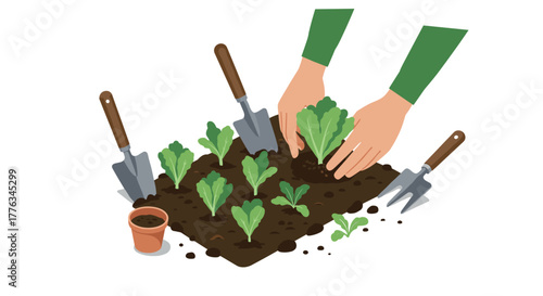 Flat design of hands planting lettuce in a garden with gardening tools