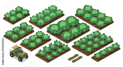 Isometric cabbage farm with tractor on plots for agriculture and garden design