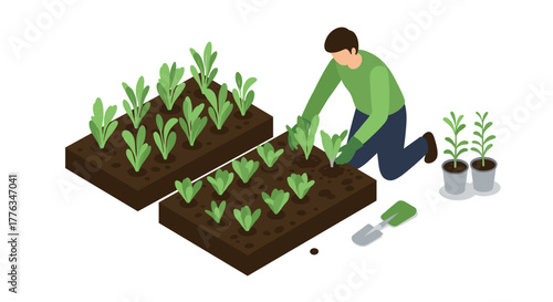 Gardener tending to raised beds with seedlings in isometric style