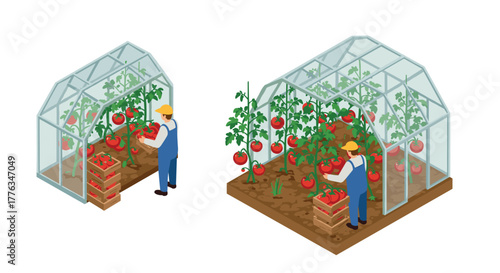 Isometric greenhouse farming worker harvesting tomatoes in glass structure