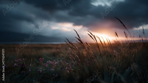 Fototapeta Naklejka Na Ścianę i Meble -  A dramatic sunset breaks through stormy clouds over a wild meadow of tall grasses and wildflowers