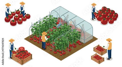Isometric farming scene with workers harvesting and caring for tomatoes in greenhouse