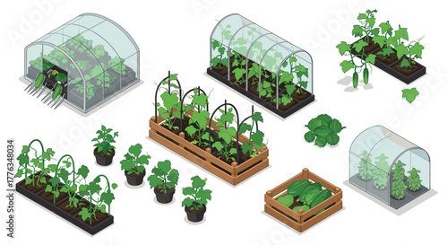 Isometric greenhouse plants and vegetables in raised beds and pots