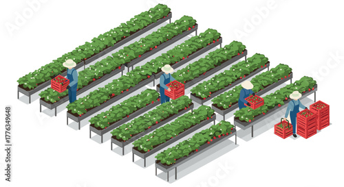 Isometric farm workers harvesting ripe strawberries in greenhouse rows