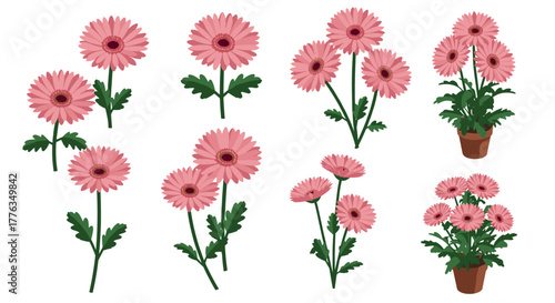 Pink gerbera daisies collection potted and stemmed flower designs in a flat botanical style