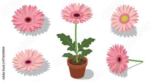 Set of pink gerbera daisies with potted plant in isometric style for botanical design