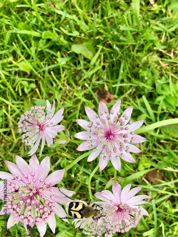 Fototapeta premium bee beetle on pink flower in the grass