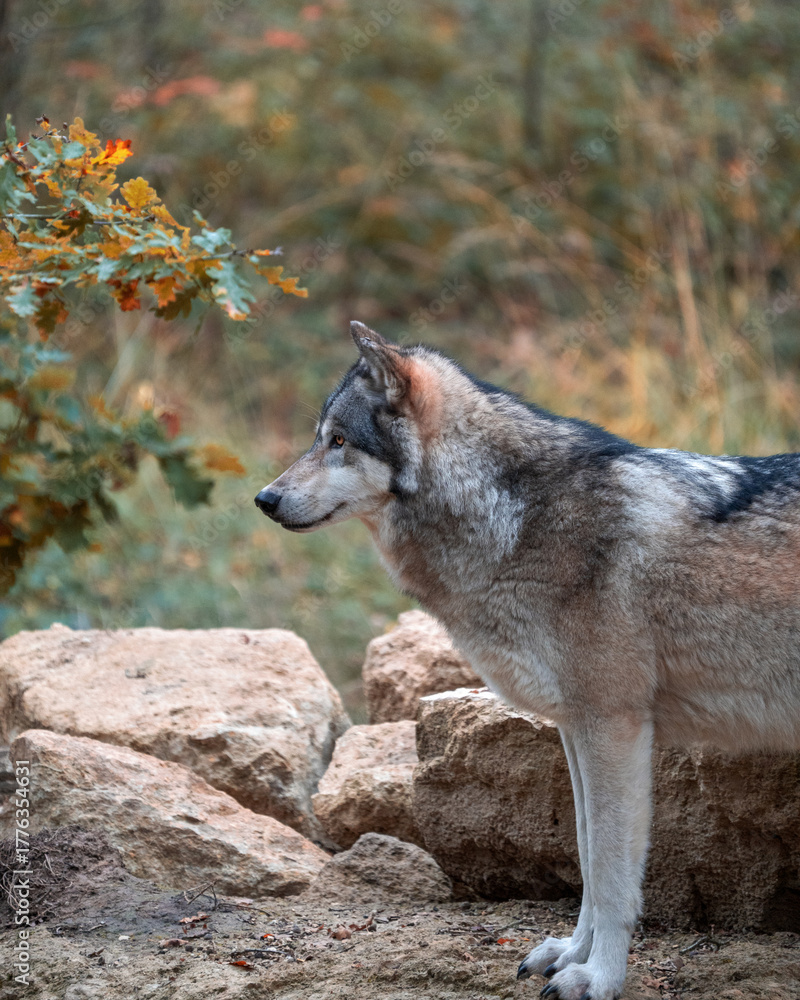 Fototapeta premium Loups sauvages dans la forêt – nature, faune et vie sauvage