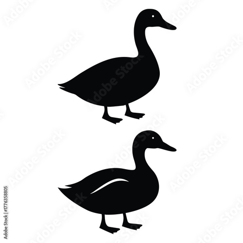 White-isolated Mallard with brown and green feathers, a wild bird on a farm