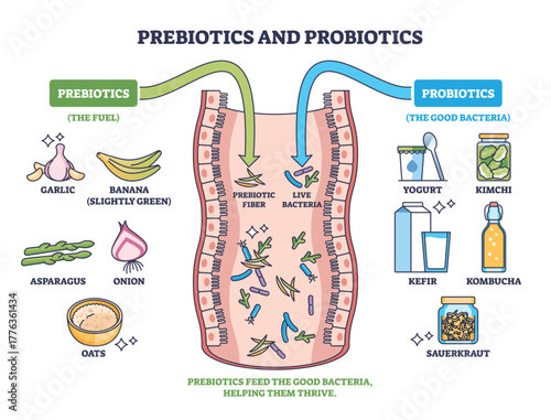 Prebiotics and probiotics flow diagram of gut health, showing fibers feeding live bacteria from foods like garlic and yogurt, key objects, intestine, arrows, microbes. Outline diagram