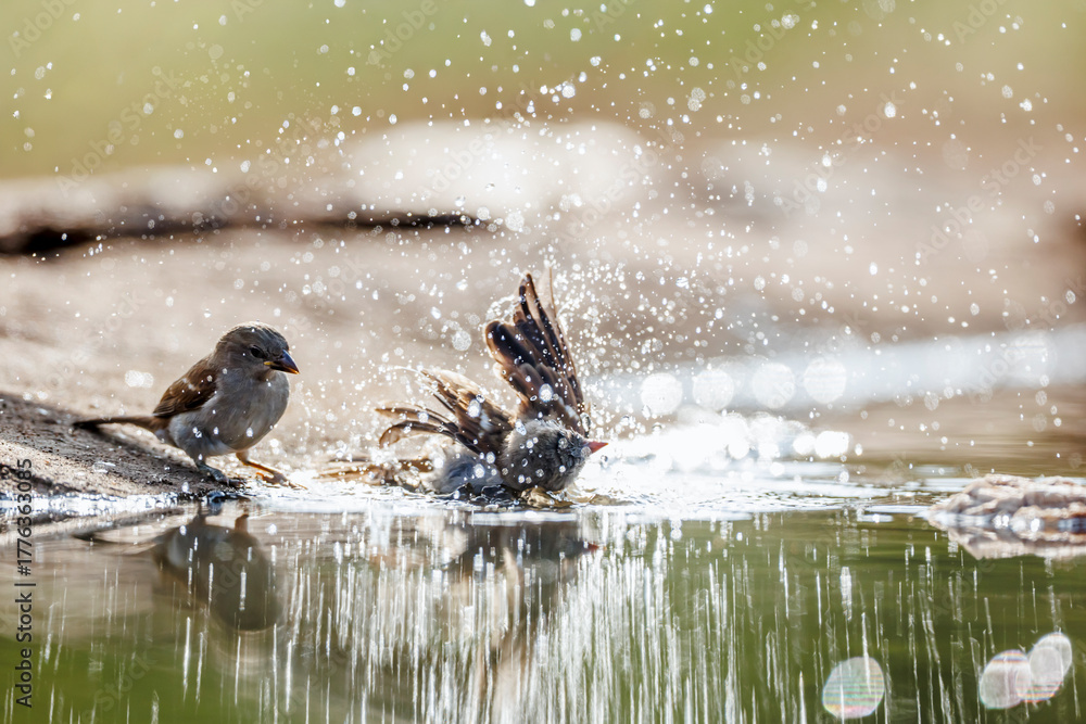 Fototapeta premium Southern Grey-headed Sparrow backlit bathing and splashing in waterhole in Greater Kruger National park, South Africa ; Specie family Passer diffusus of Passeridae