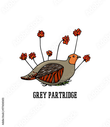 Vector card with hand drawn Grey Partridge among blooming wildflowers. Ink drawing, decorative graphic style. Beautiful wildlife design elements.