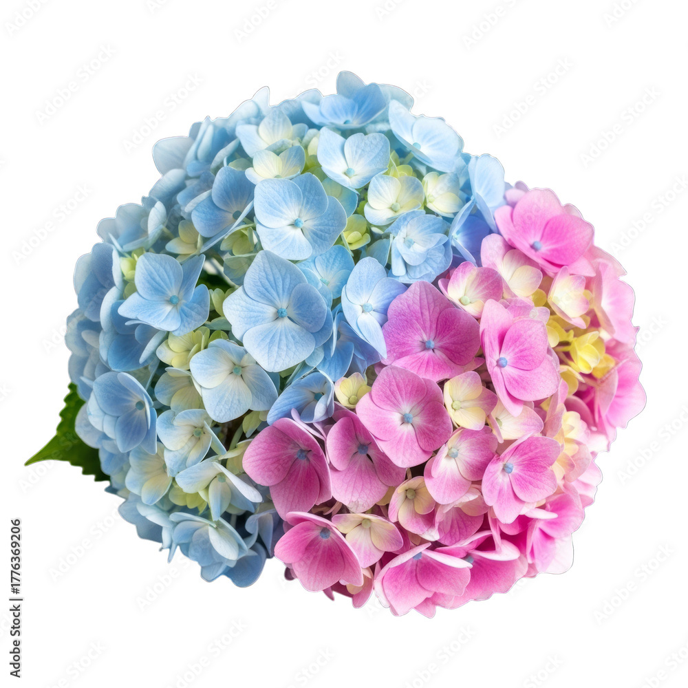 Obraz premium Hydrangea flower cluster pink and blue isolated on a transparent background