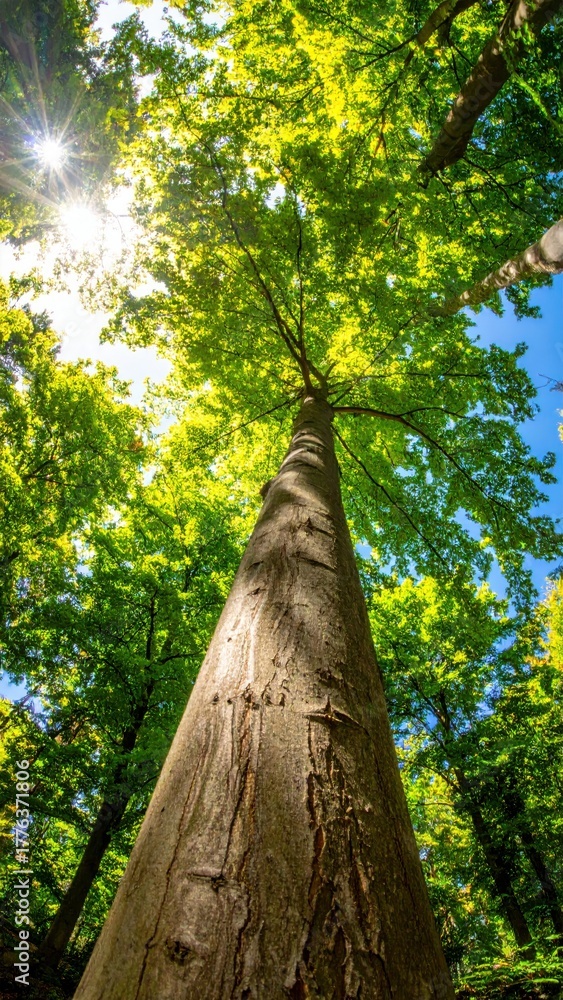Fototapeta premium Sunlit Canopy: A towering tree, bathed in sunlight, reaches towards the sky. The image captures the serenity of a forest, showcasing the majesty of nature's architecture.