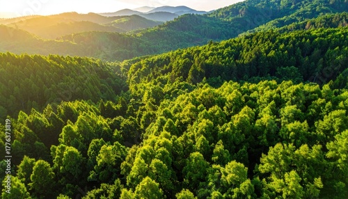 Lush Green Forest Canopy Bathed in Golden Morning Sunlight Creating a Peaceful Natural Landscape