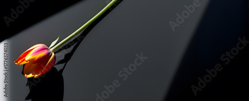 Single tulip under bright light on black background. Yellow and red tulip lying on dark floor. Tulip illuminated by dramatic light. Tulip illustration with space for text design.