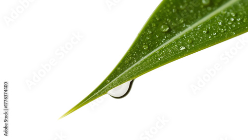 Closeup of green leaf with water droplets and dew drop on tip isolated on the transparent background  nature, freshness, purity, minimal, botanical