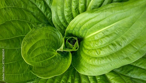 Overhead shot of swirling vibrant green foliage with curled edges and distinct leaf veins