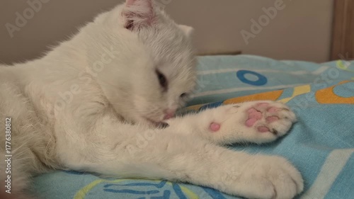 White Scottish fold cat is washing her tongue. happy cat washes, licks his paw. cat is lying. beautiful tabby cat. pet is resting in the room. Stay at home
