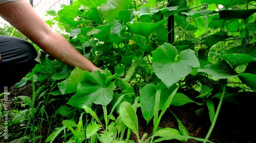 Harvesting own grown gherkin cucumbers from organic vegetable garden while growing plants next to trellis made from cattle panels